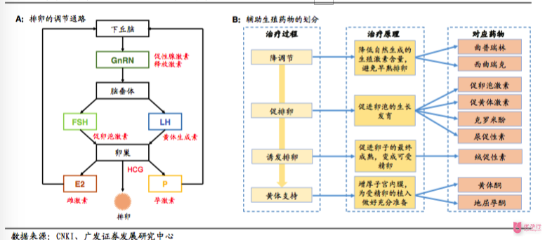 輔助生殖藥物的治療過程和對排卵的調(diào)節(jié)