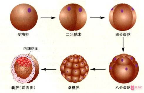 美國試管嬰兒